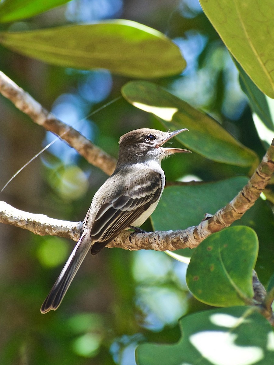 La Sagra's Flycatcher - ML322886121