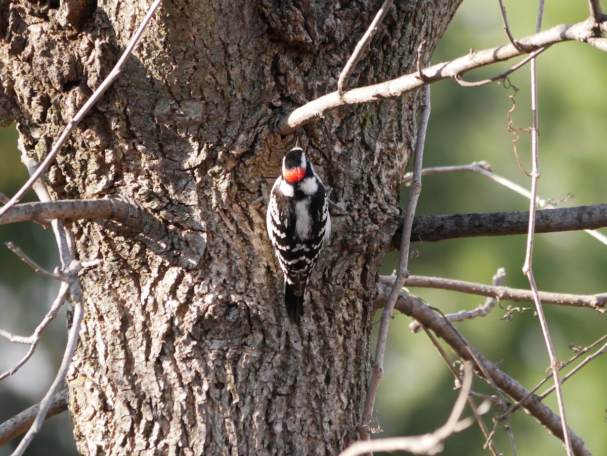 Downy Woodpecker - ML322887311