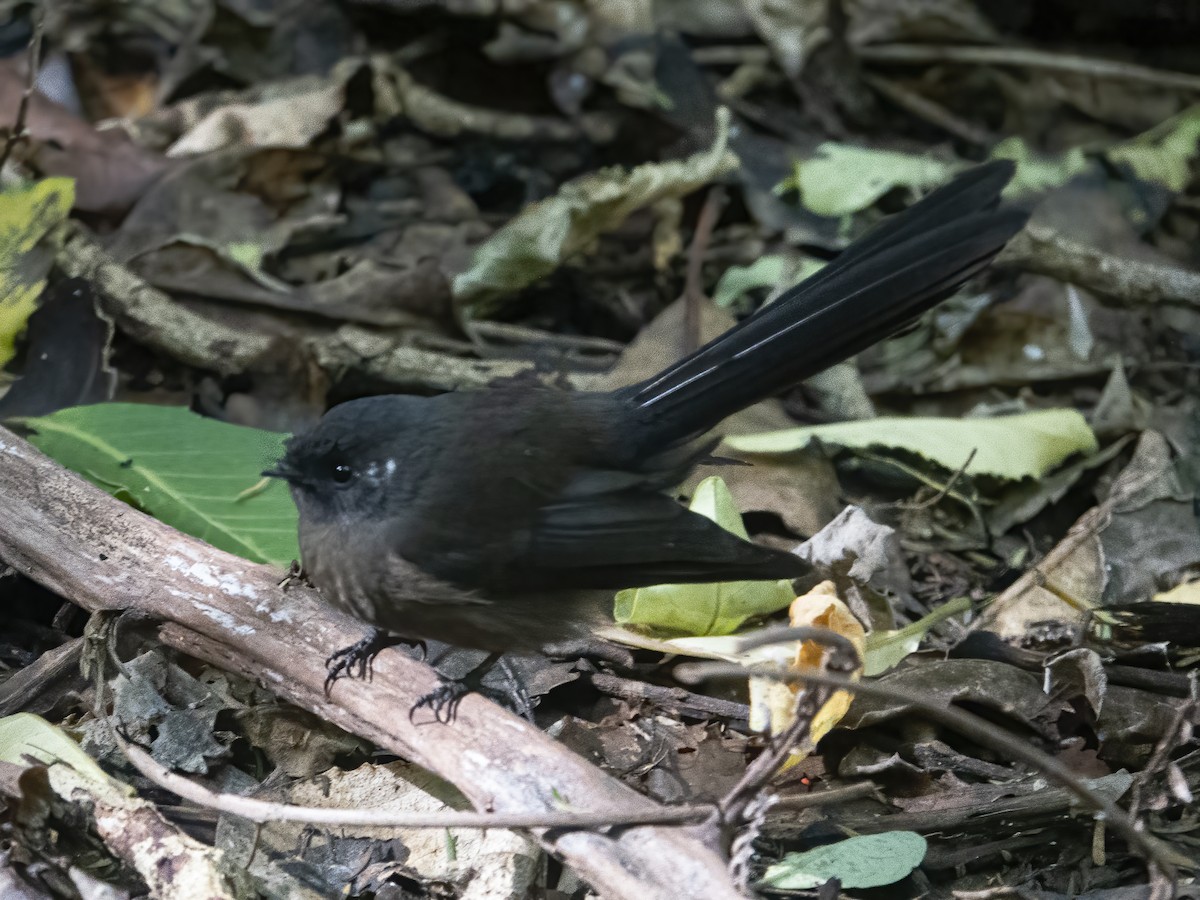 New Zealand Fantail - ML322887971