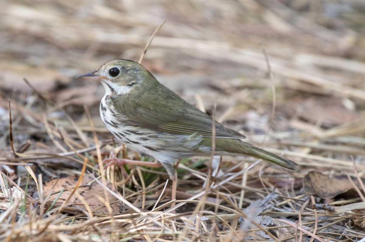 Ovenbird - ML322888181