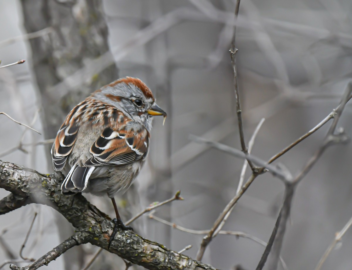 American Tree Sparrow - ML322890291