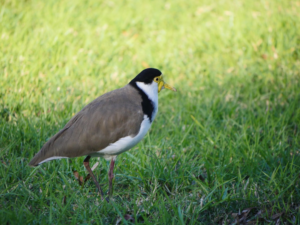 Masked Lapwing - ML32289101