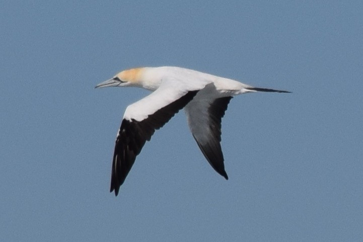 Australasian Gannet - ML32289121