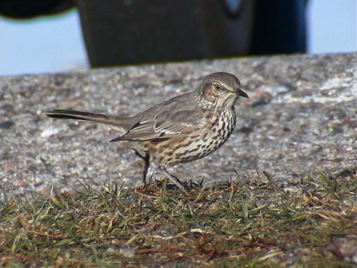 Sage Thrasher - ML322892021