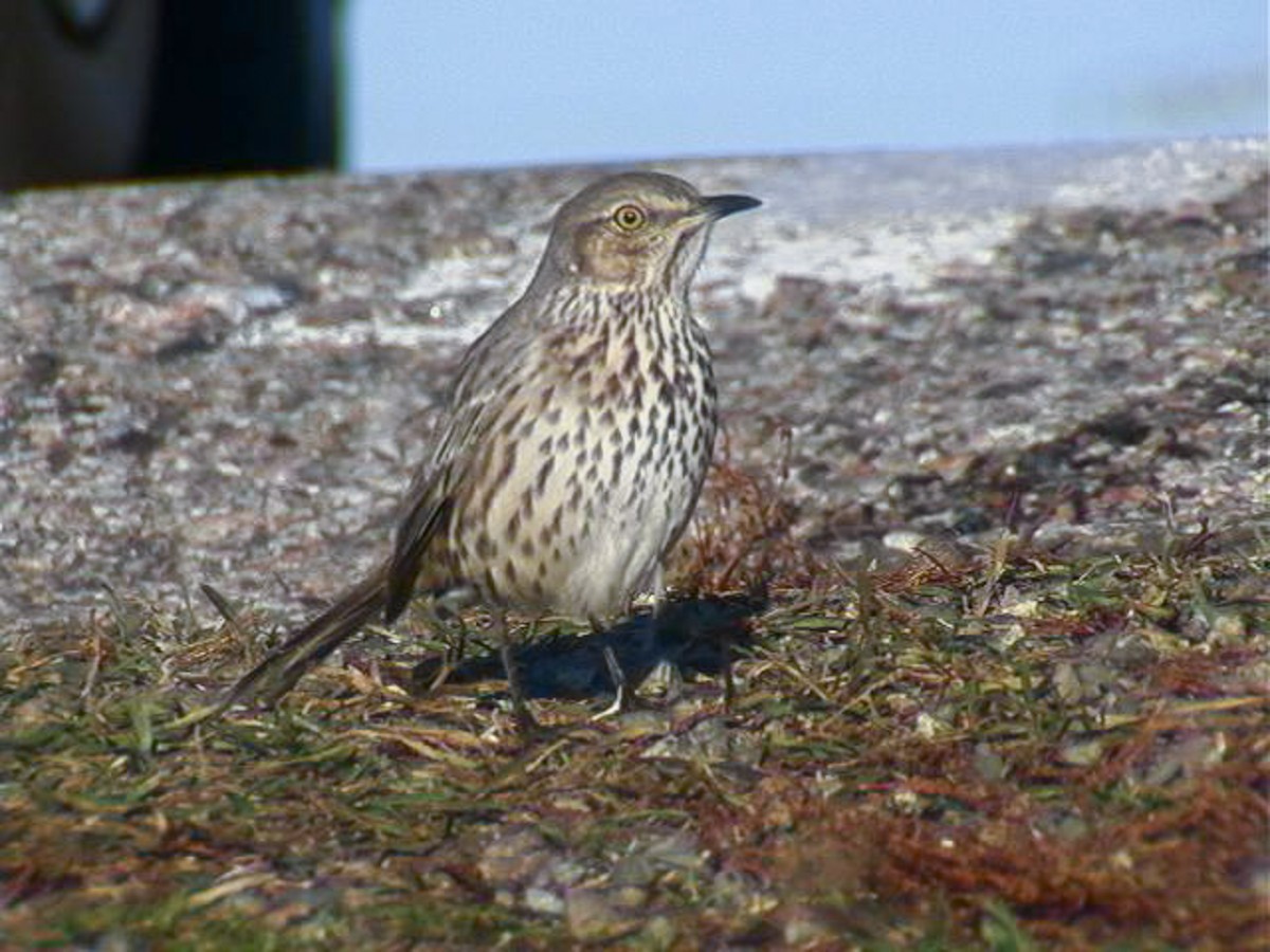 Sage Thrasher - ML322892041