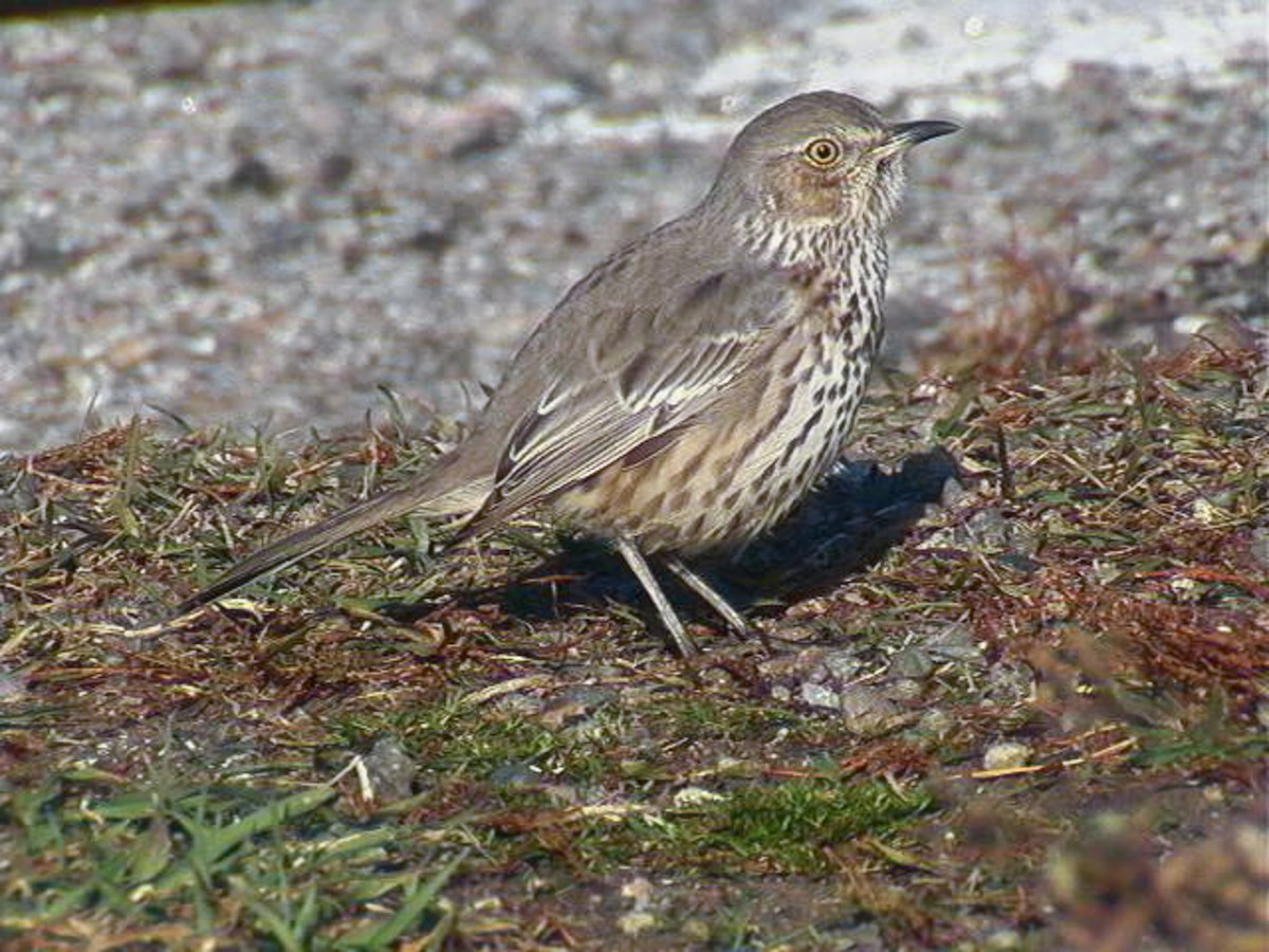Sage Thrasher - ML322892061