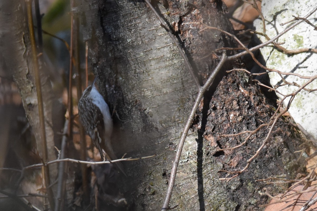 Brown Creeper - ML322892471