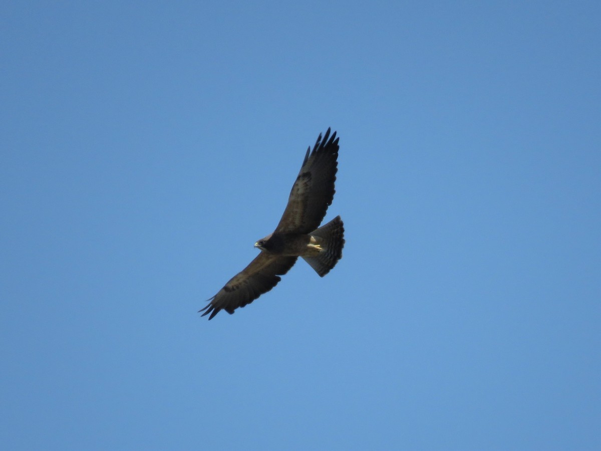 Swainson's Hawk - ML322892491