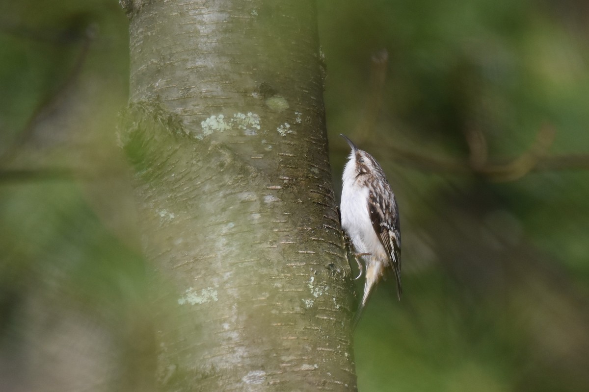 Brown Creeper - ML322892551