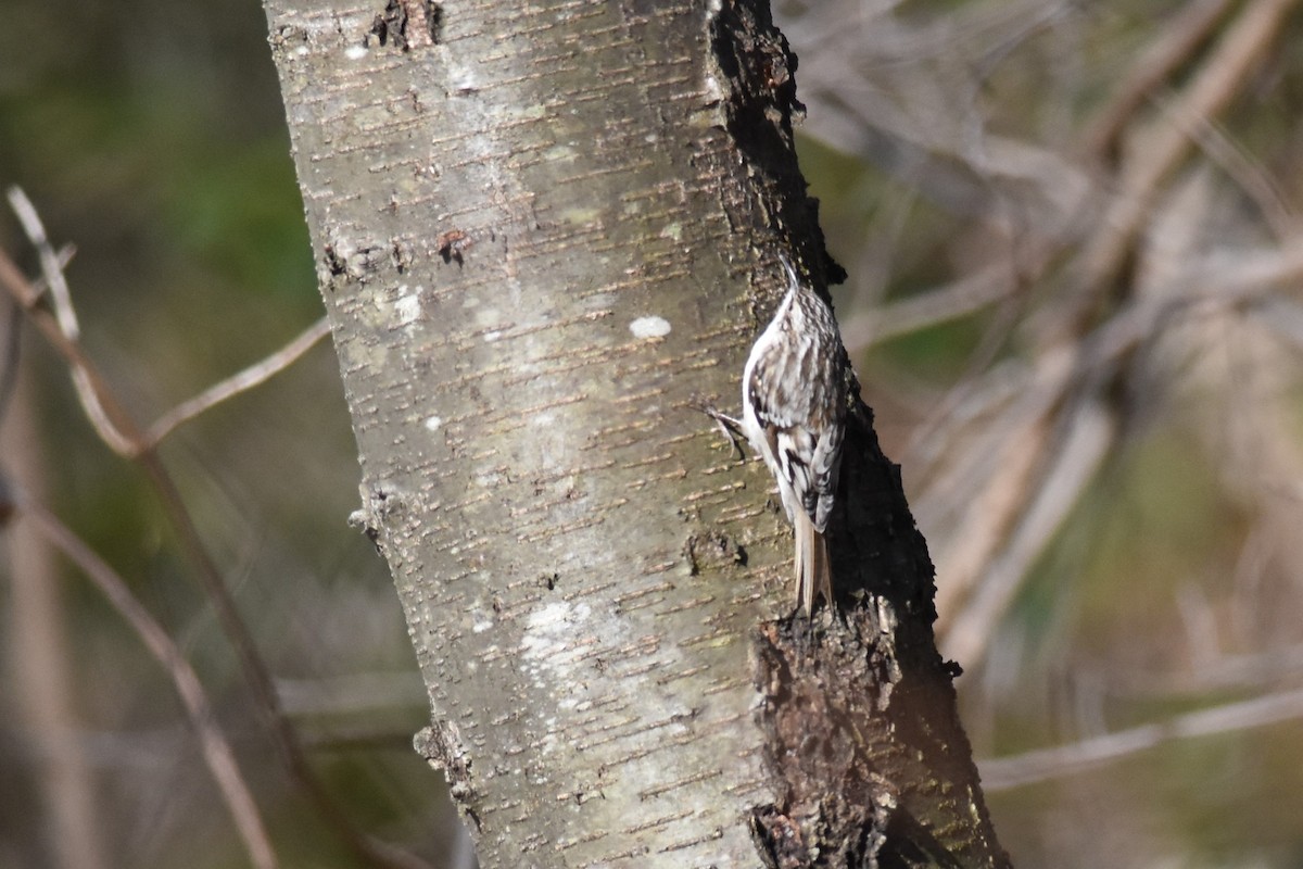 Brown Creeper - ML322892681