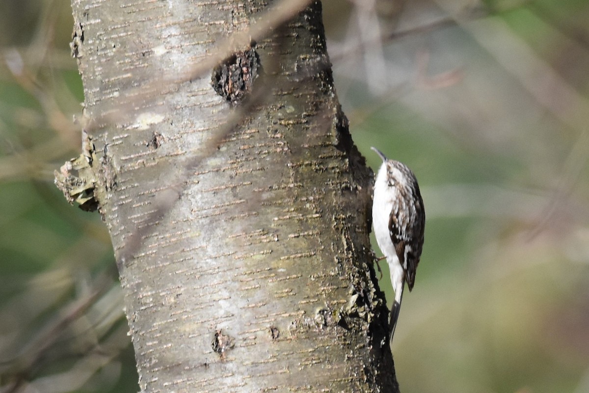 Brown Creeper - ML322892761