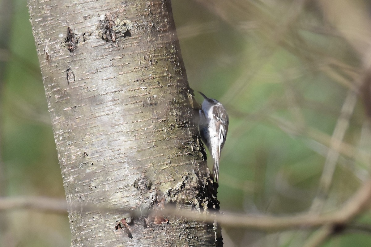 Brown Creeper - ML322893031