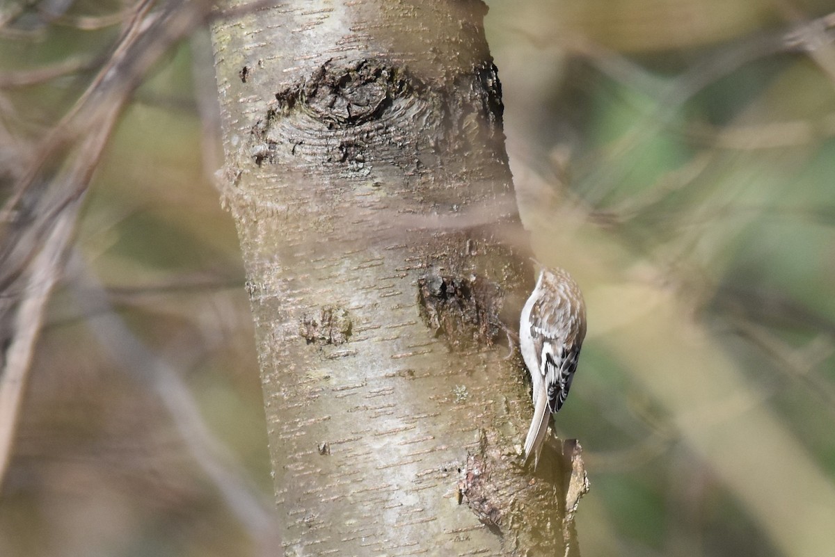 Brown Creeper - ML322893131