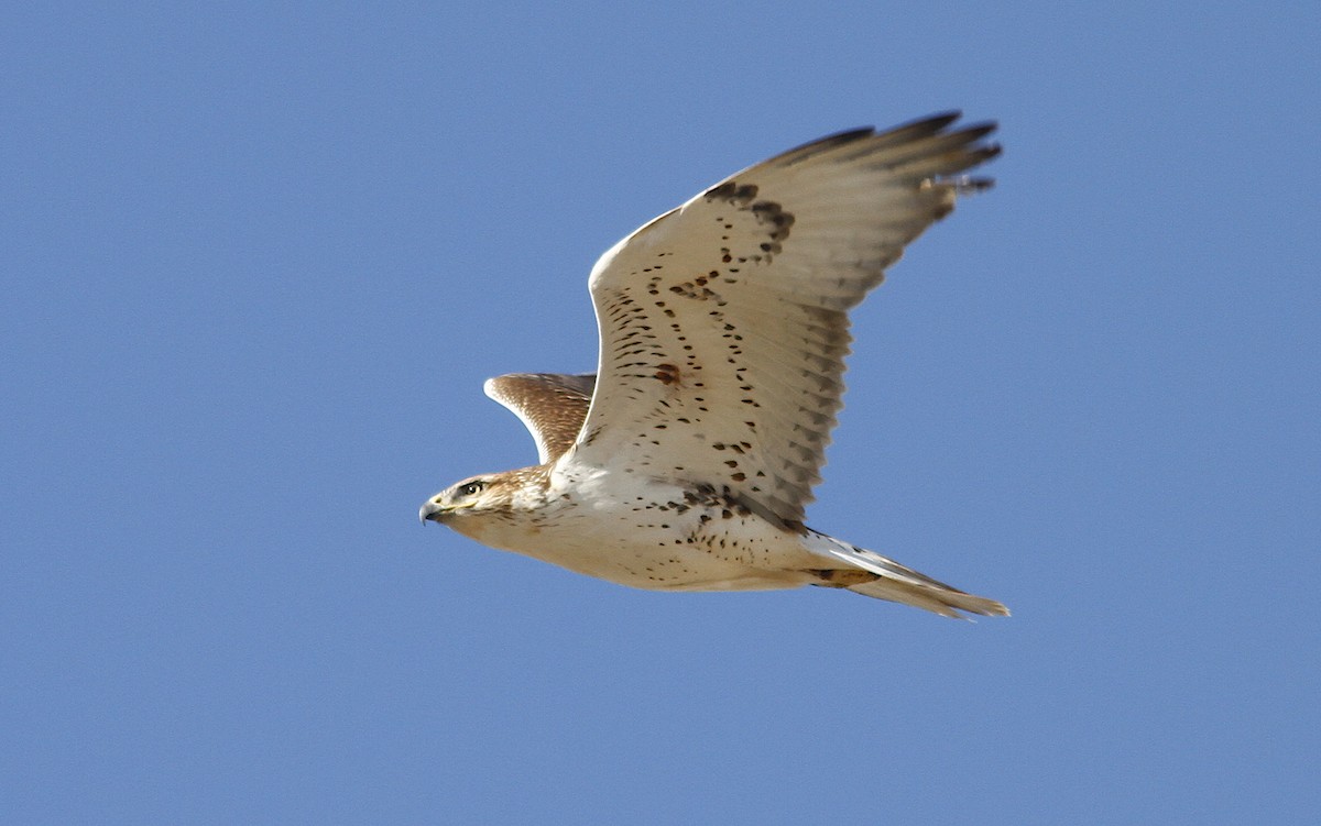 Ferruginous Hawk - Jerry Liguori