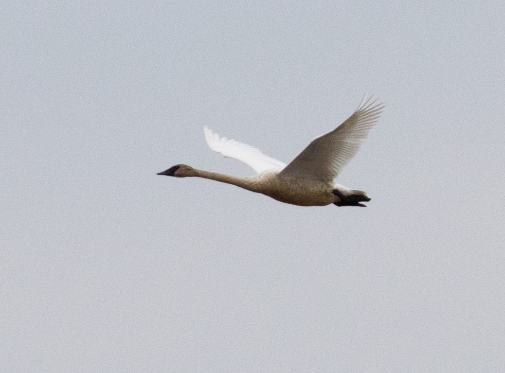 Trumpeter Swan - ML322894461