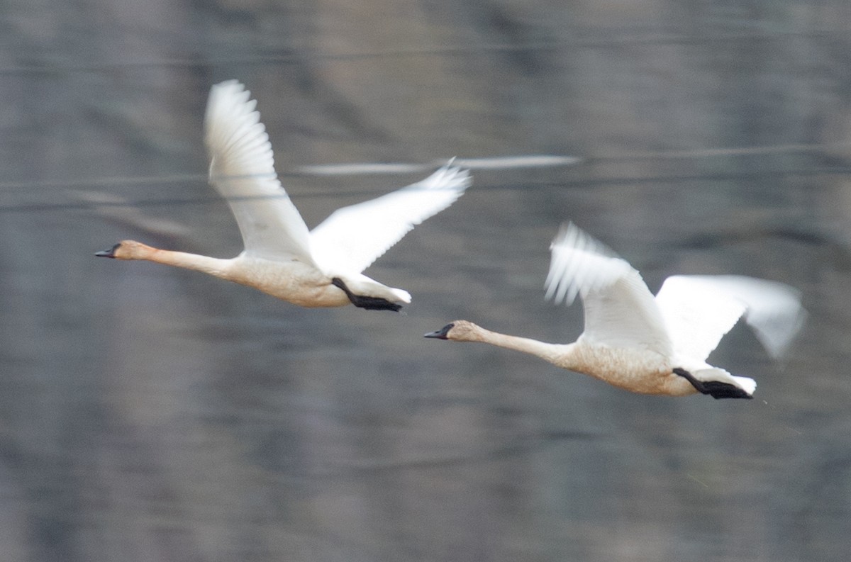 Trumpeter Swan - ML322894471