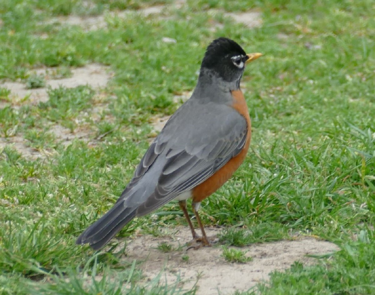 American Robin - ML322897441