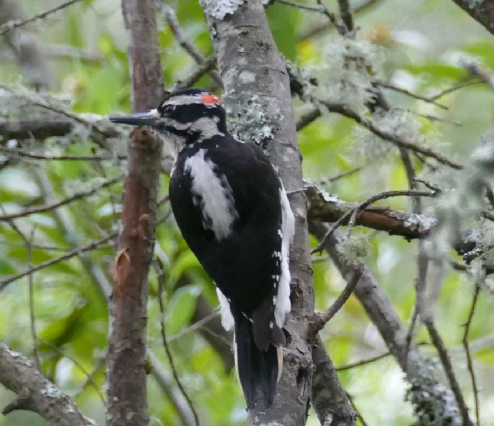 Hairy Woodpecker - ML322897511