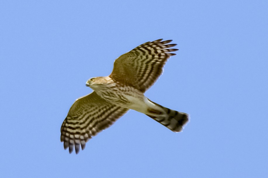 Sharp-shinned Hawk - ML322897581