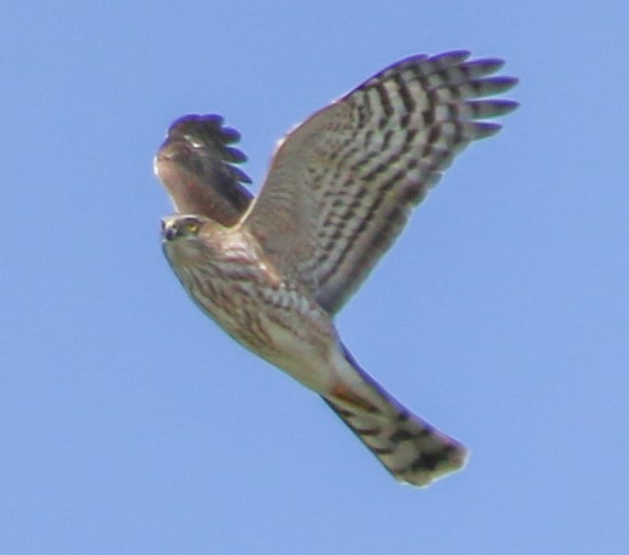 Sharp-shinned Hawk - ML322897721