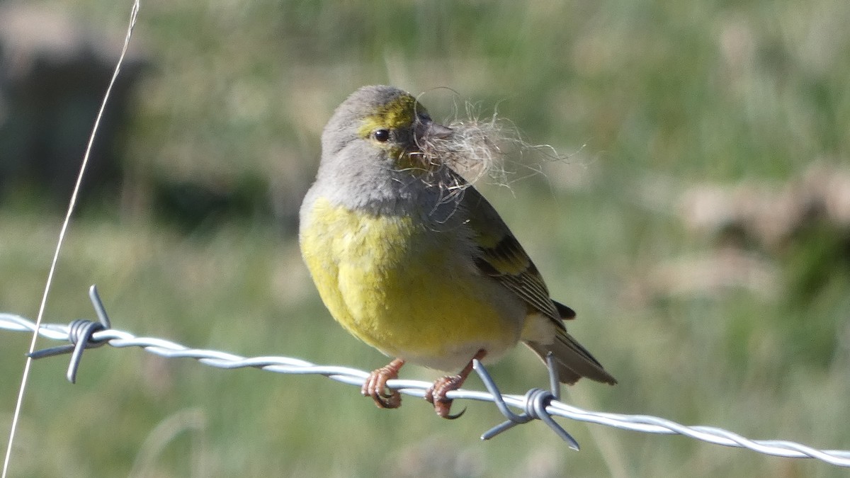 Citril Finch - ML322898701