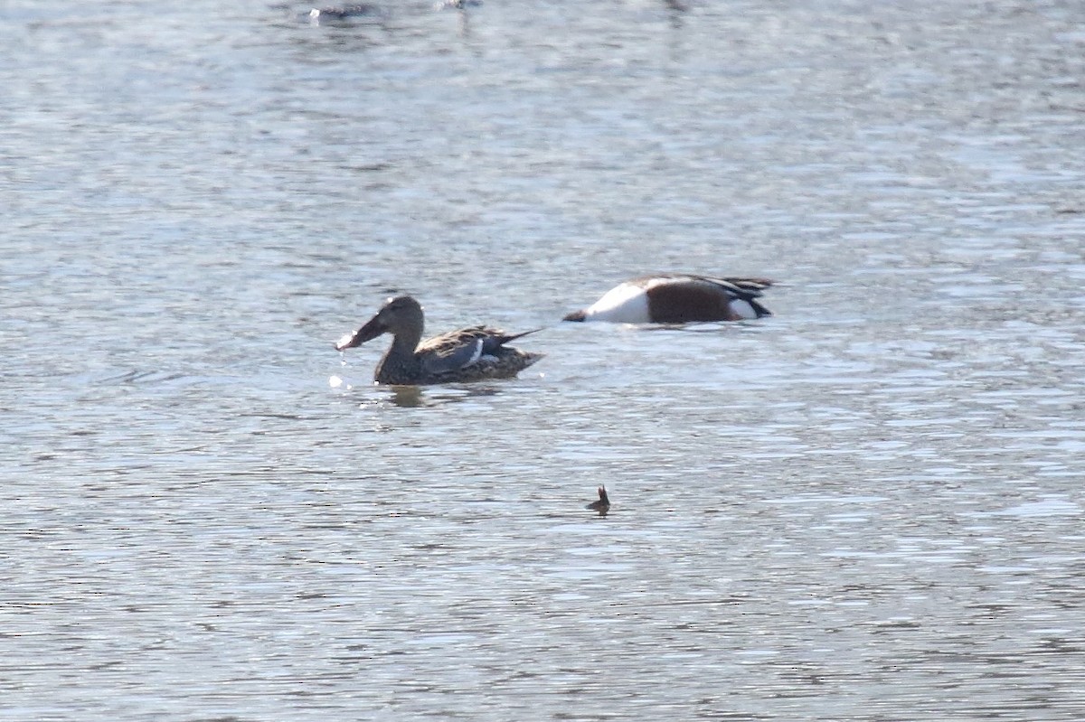 Northern Shoveler - Bill Howe