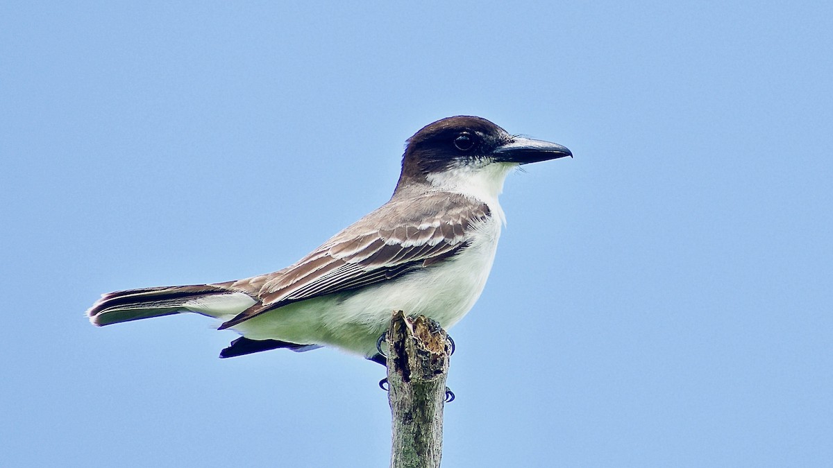 Giant Kingbird - ML322900771