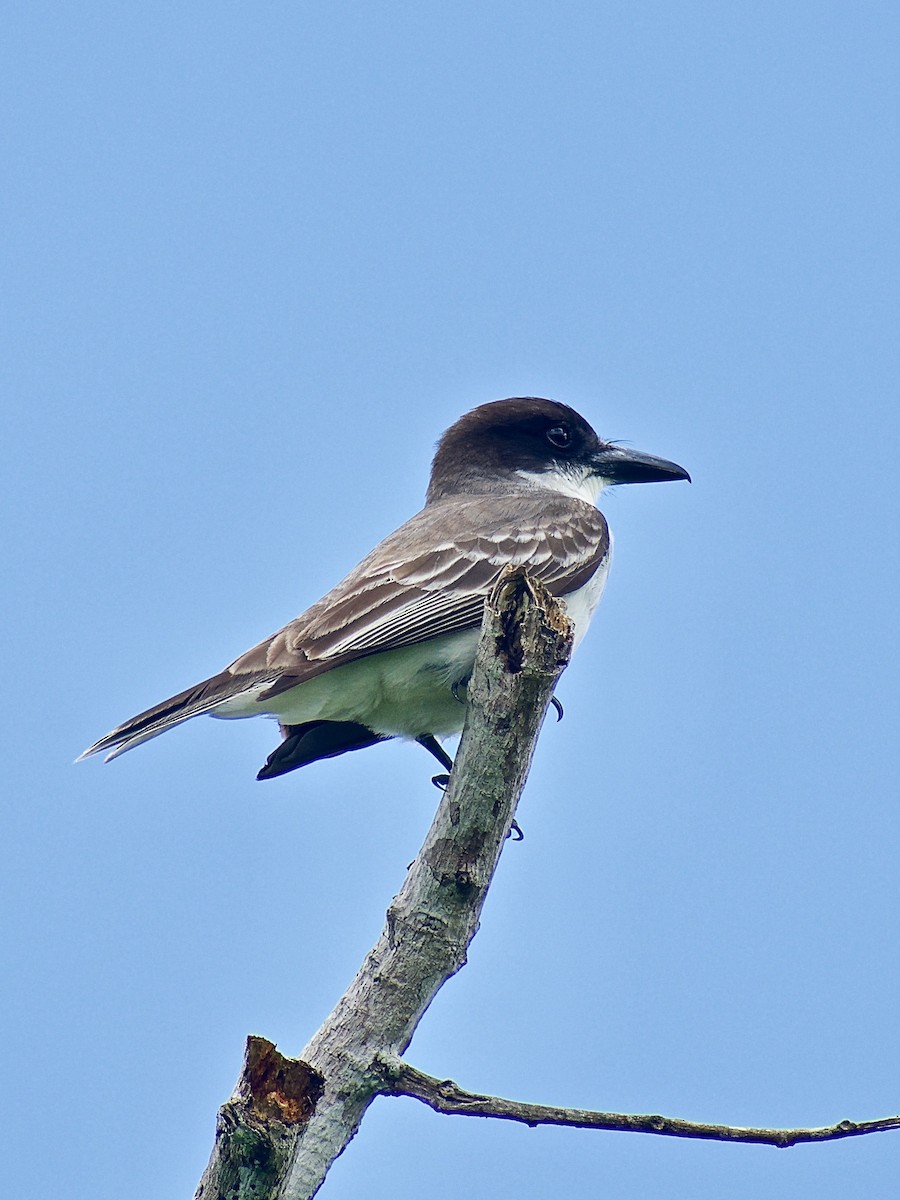 Giant Kingbird - ML322901171