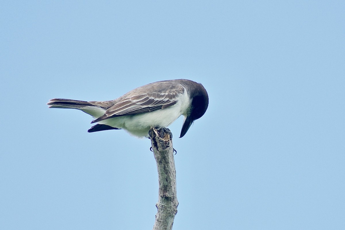 Giant Kingbird - ML322901561