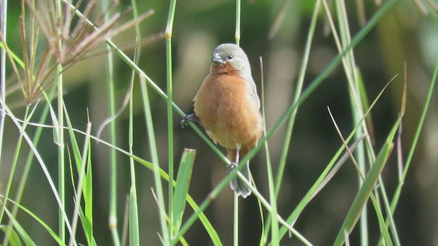 Ruddy-breasted Seedeater - ML322901741