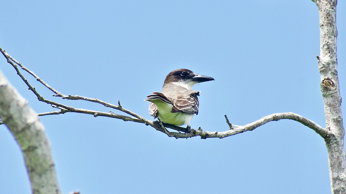 Giant Kingbird - Roberto Jovel