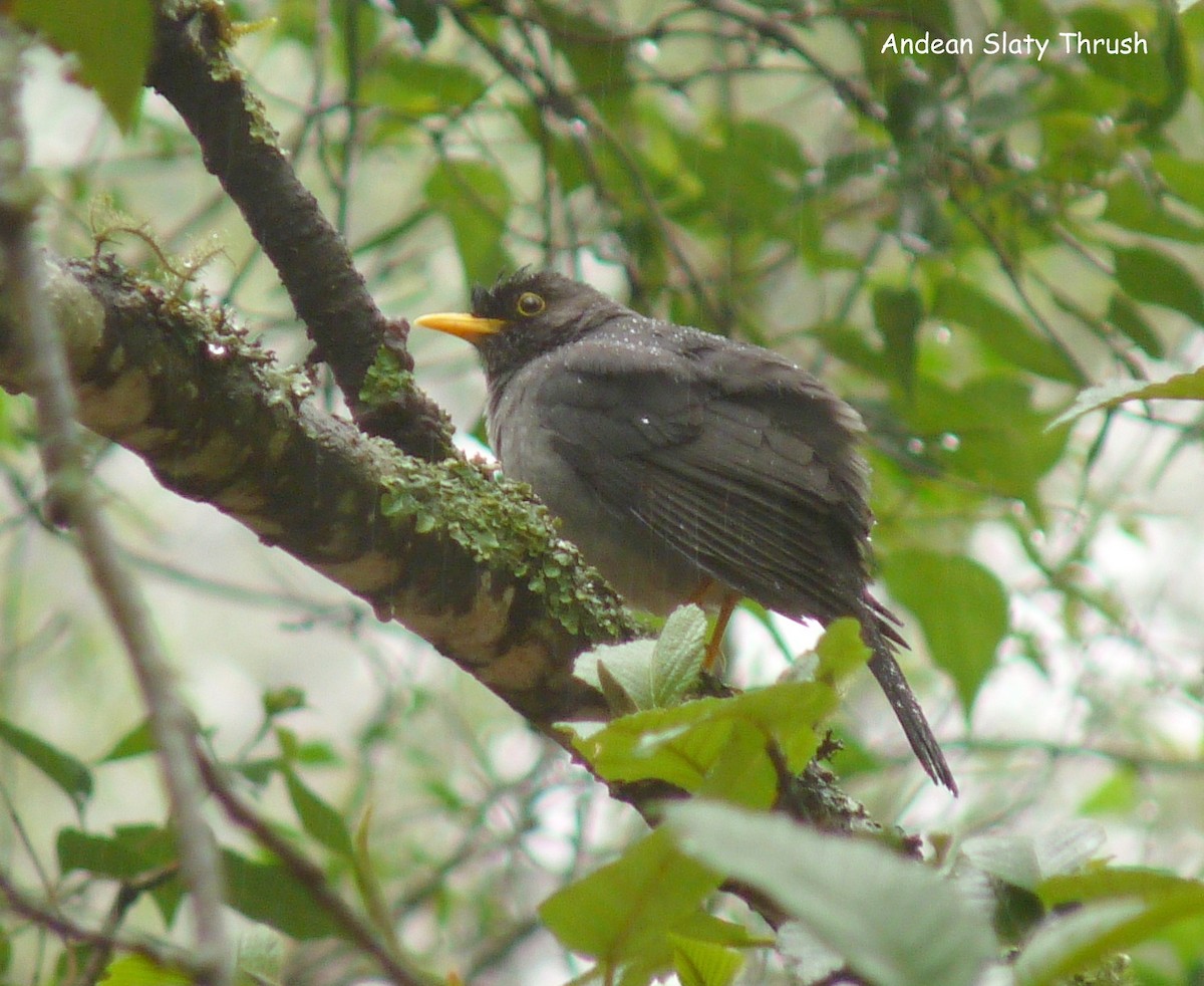 Andean Slaty Thrush - ML322902201