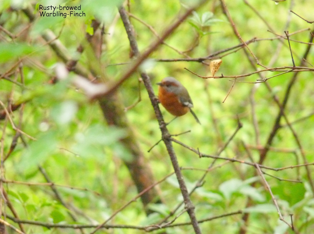 Rusty-browed Warbling Finch - ML322902411