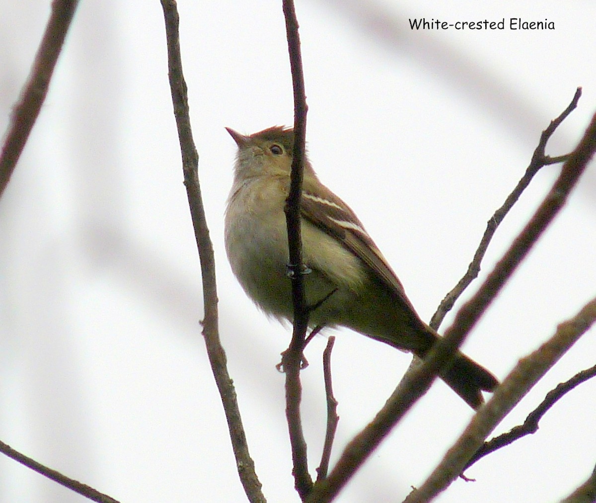 White-crested Elaenia - ML322902571