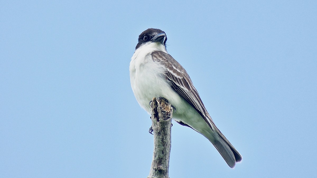 Giant Kingbird - Roberto Jovel