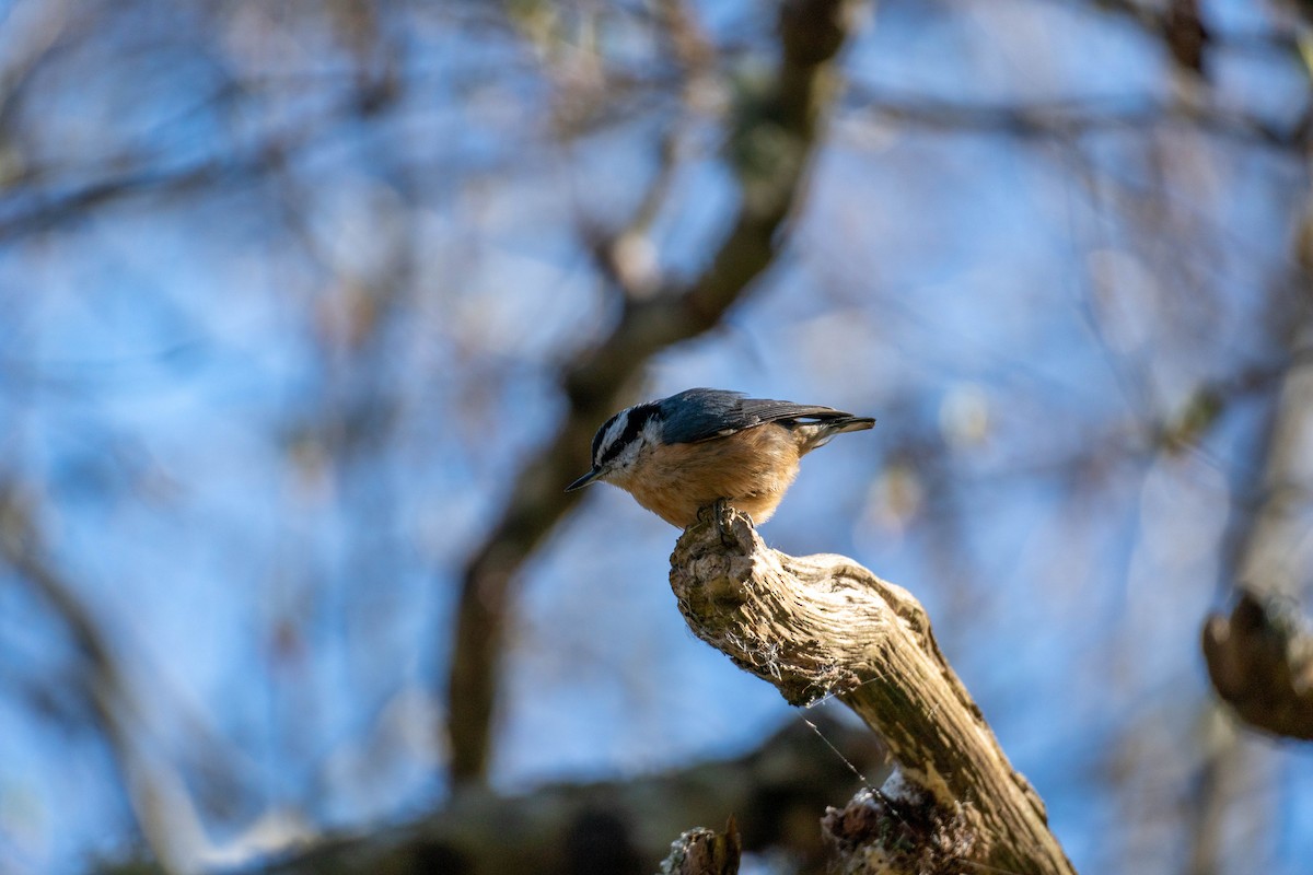 Red-breasted Nuthatch - ML322903671