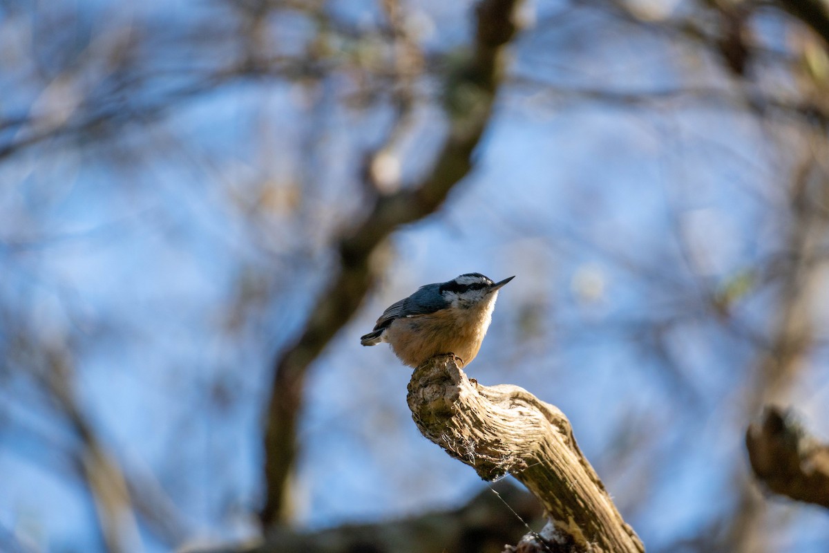 Red-breasted Nuthatch - ML322903731