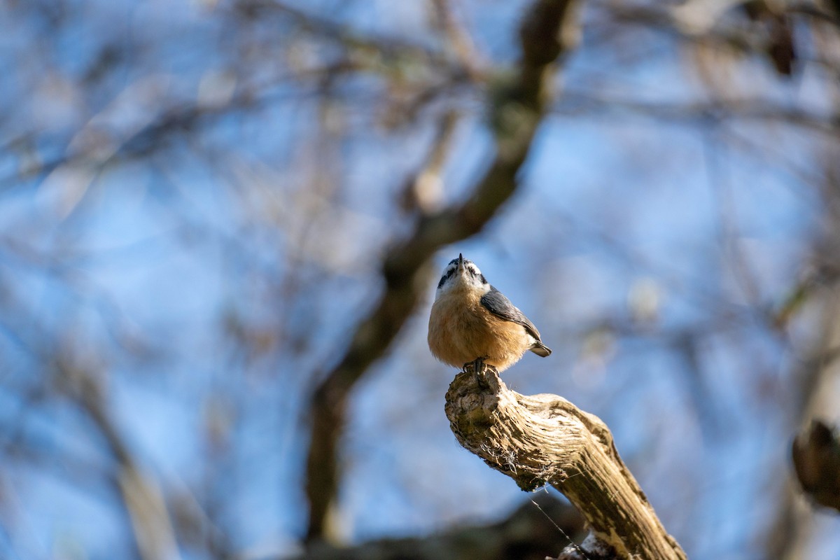 Red-breasted Nuthatch - ML322903831