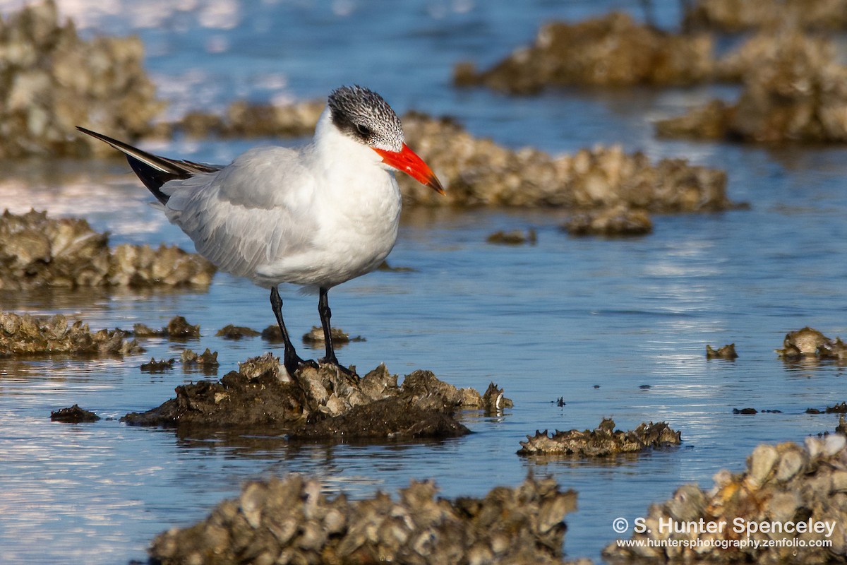 Caspian Tern - S. Hunter Spenceley