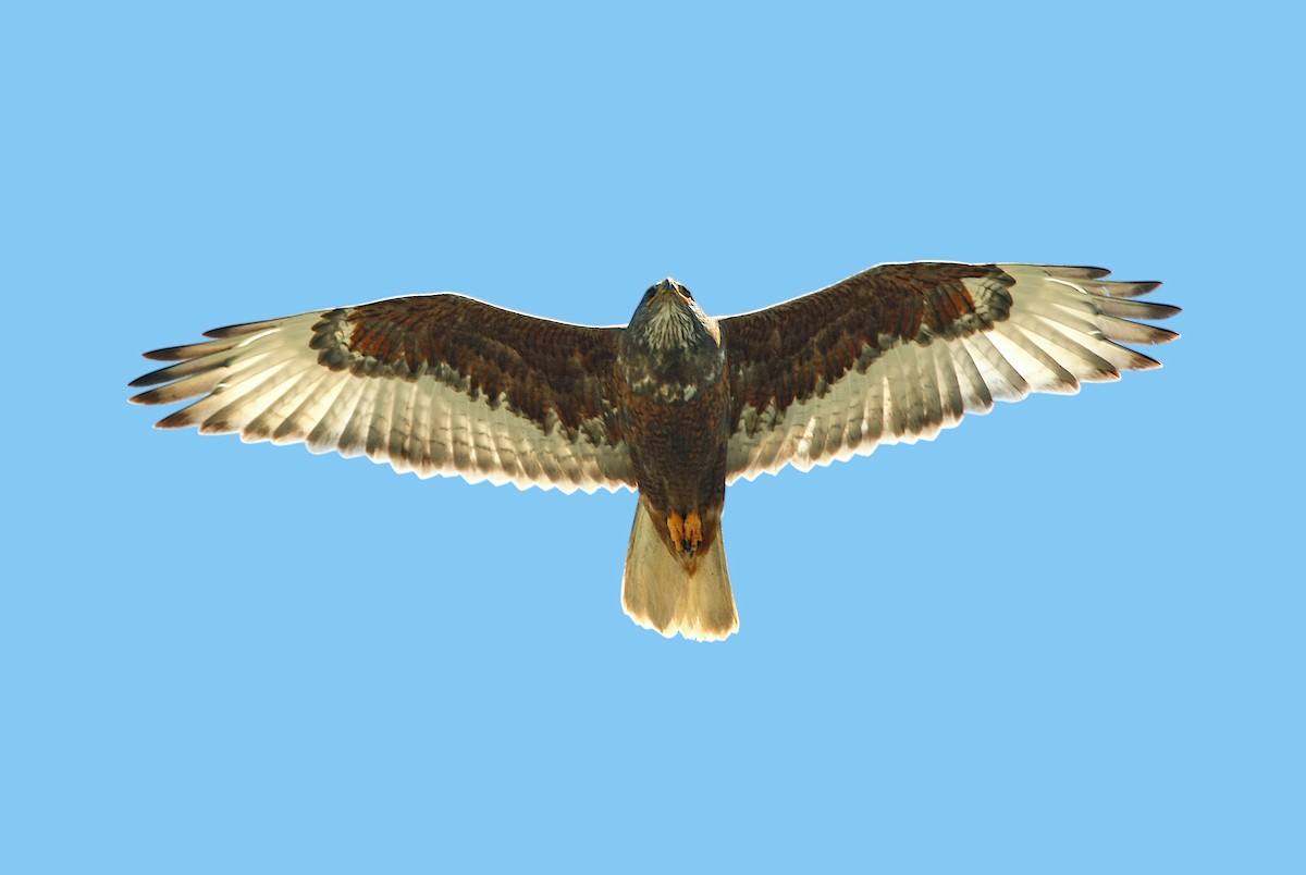 Ferruginous Hawk - Jerry Liguori