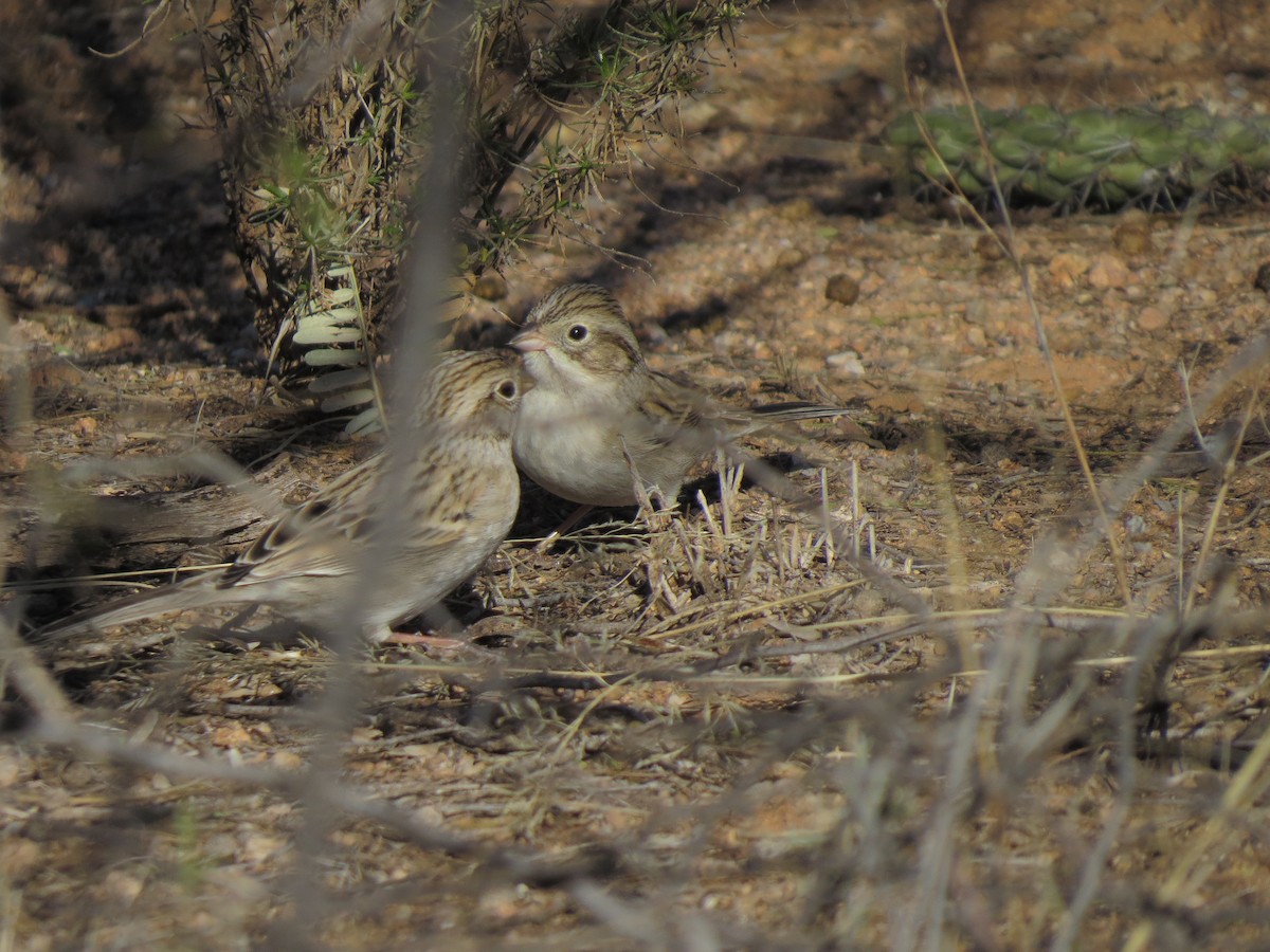 Brewer's Sparrow - ML32290711