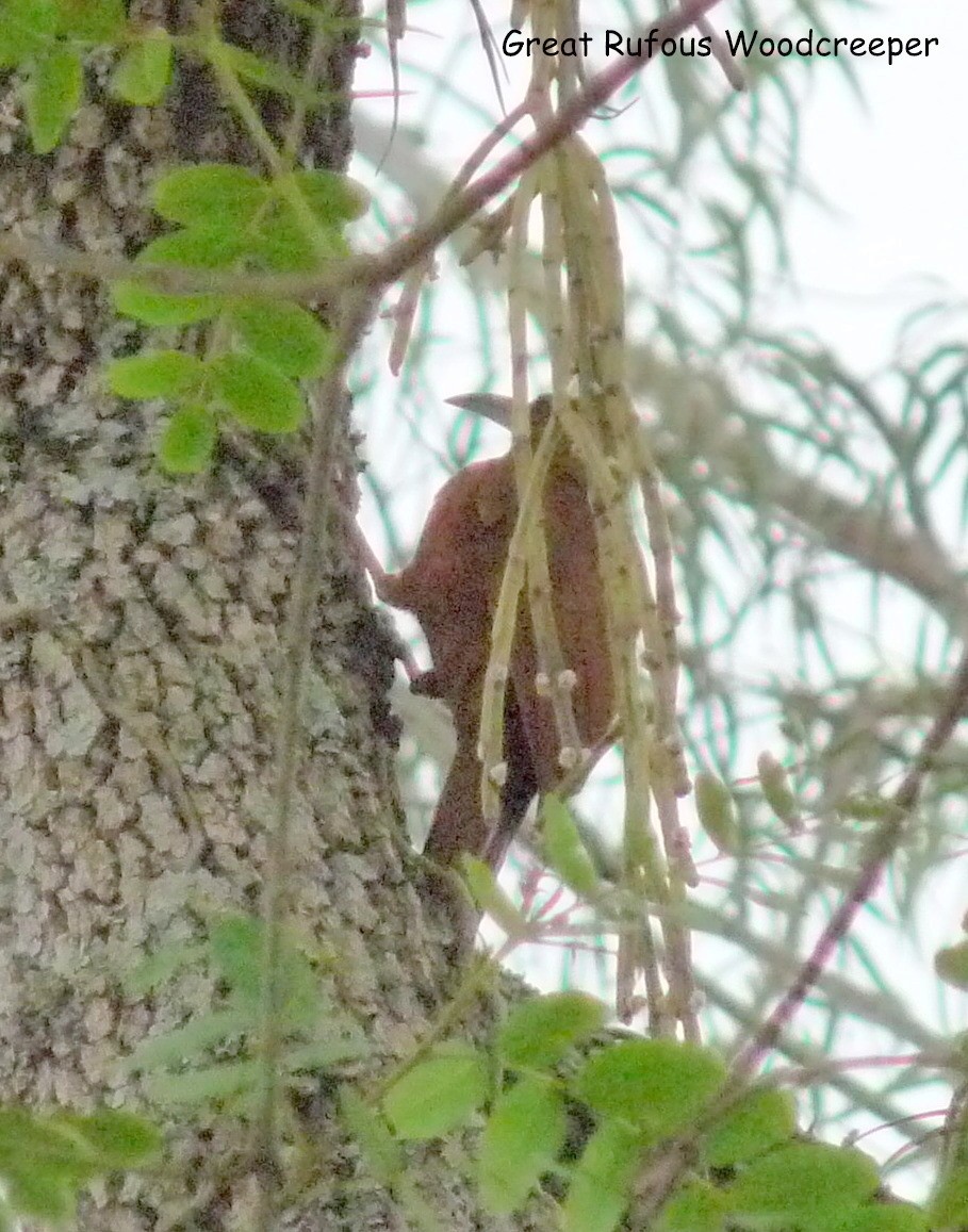 Great Rufous Woodcreeper - ML322907311