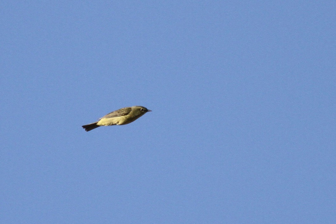 Orange-crowned Warbler - Ryan Terrill