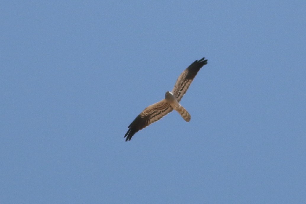 Montagu's Harrier - Alexandre Hespanhol Leitão