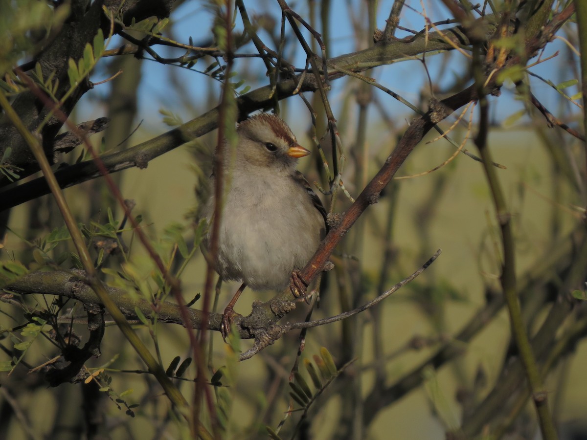 White-crowned Sparrow - ML32290951