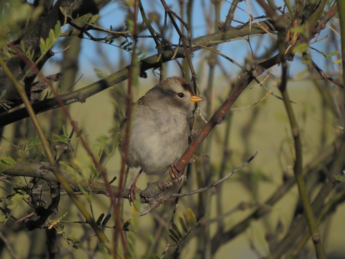 White-crowned Sparrow - ML32290961