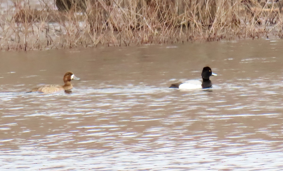 Lesser Scaup - ML322909651