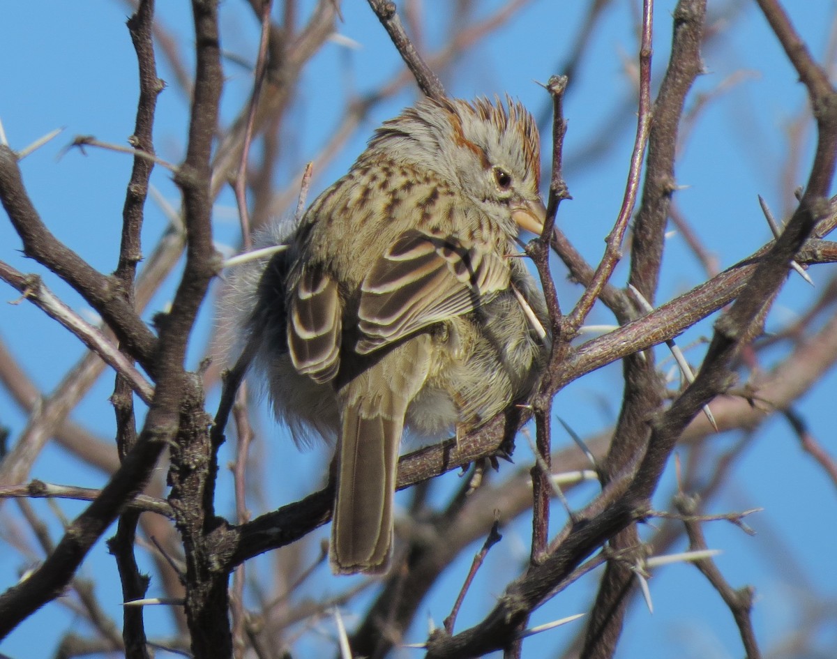 Rufous-winged Sparrow - Matthew Hunter