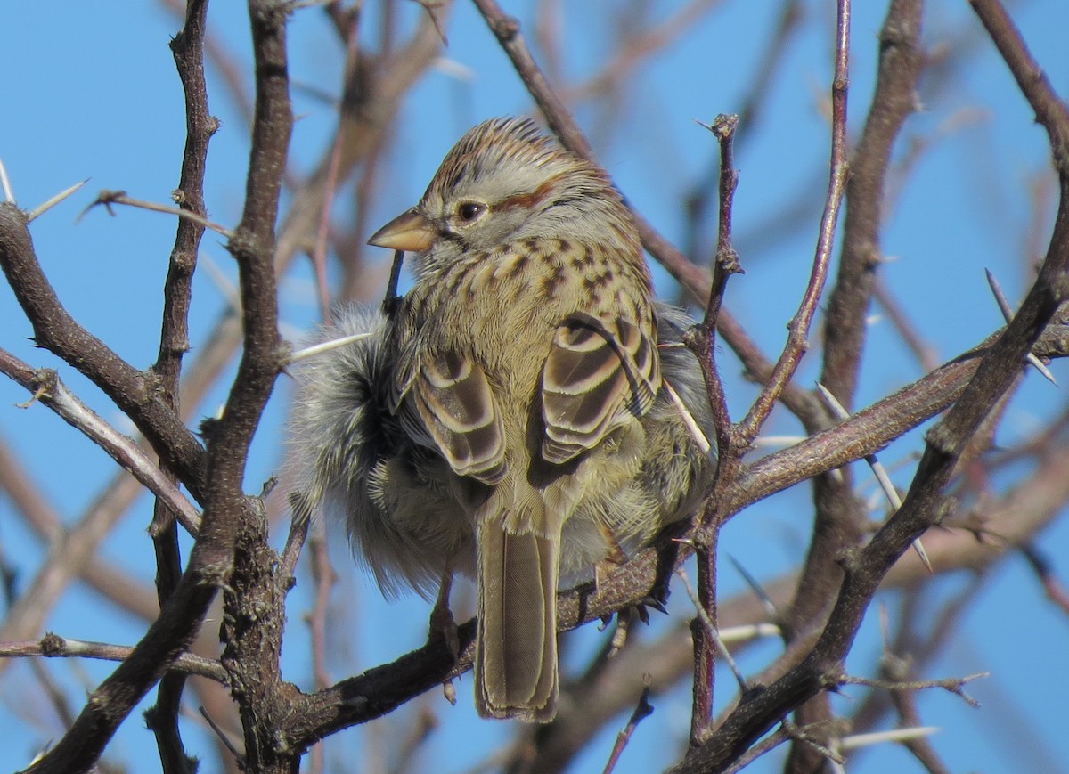 Rufous-winged Sparrow - Matthew Hunter