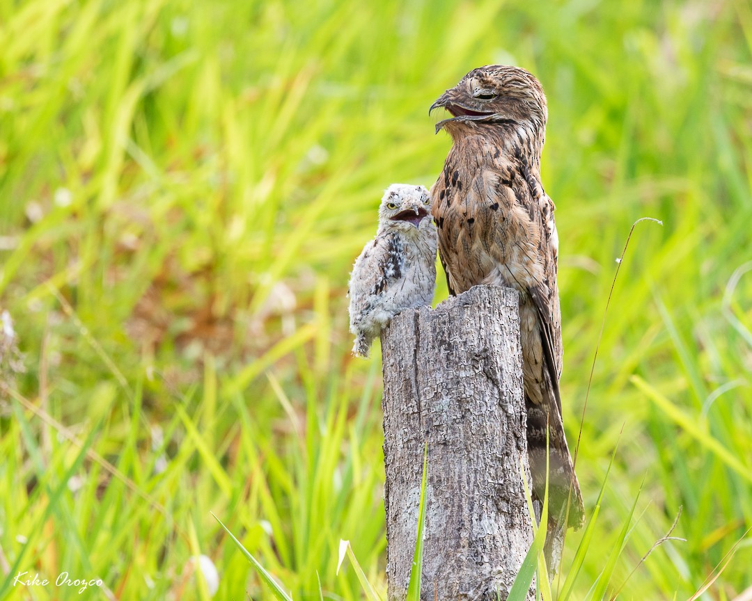 Common Potoo - ML322910991